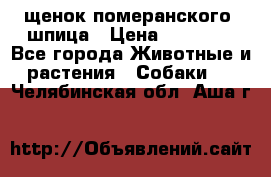 щенок померанского  шпица › Цена ­ 50 000 - Все города Животные и растения » Собаки   . Челябинская обл.,Аша г.